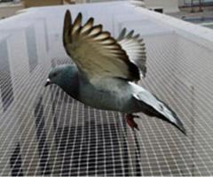 Anti Bird Nets Chennai